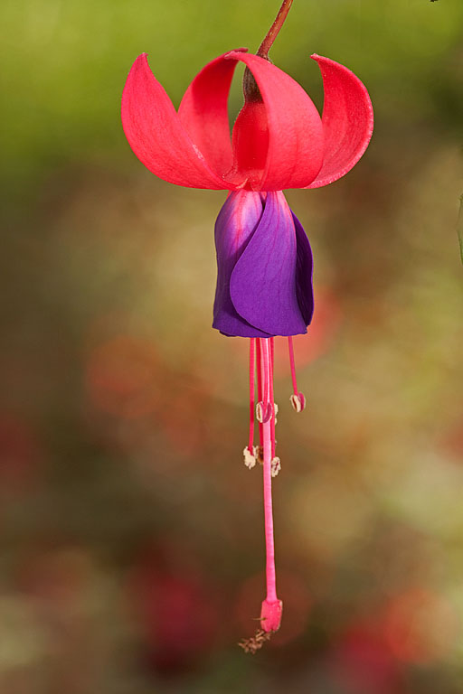 Fuchsia at the farm